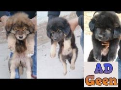 Gaddi Puppies For Sale The Ultimate Quality with Certificate Call 9555944924